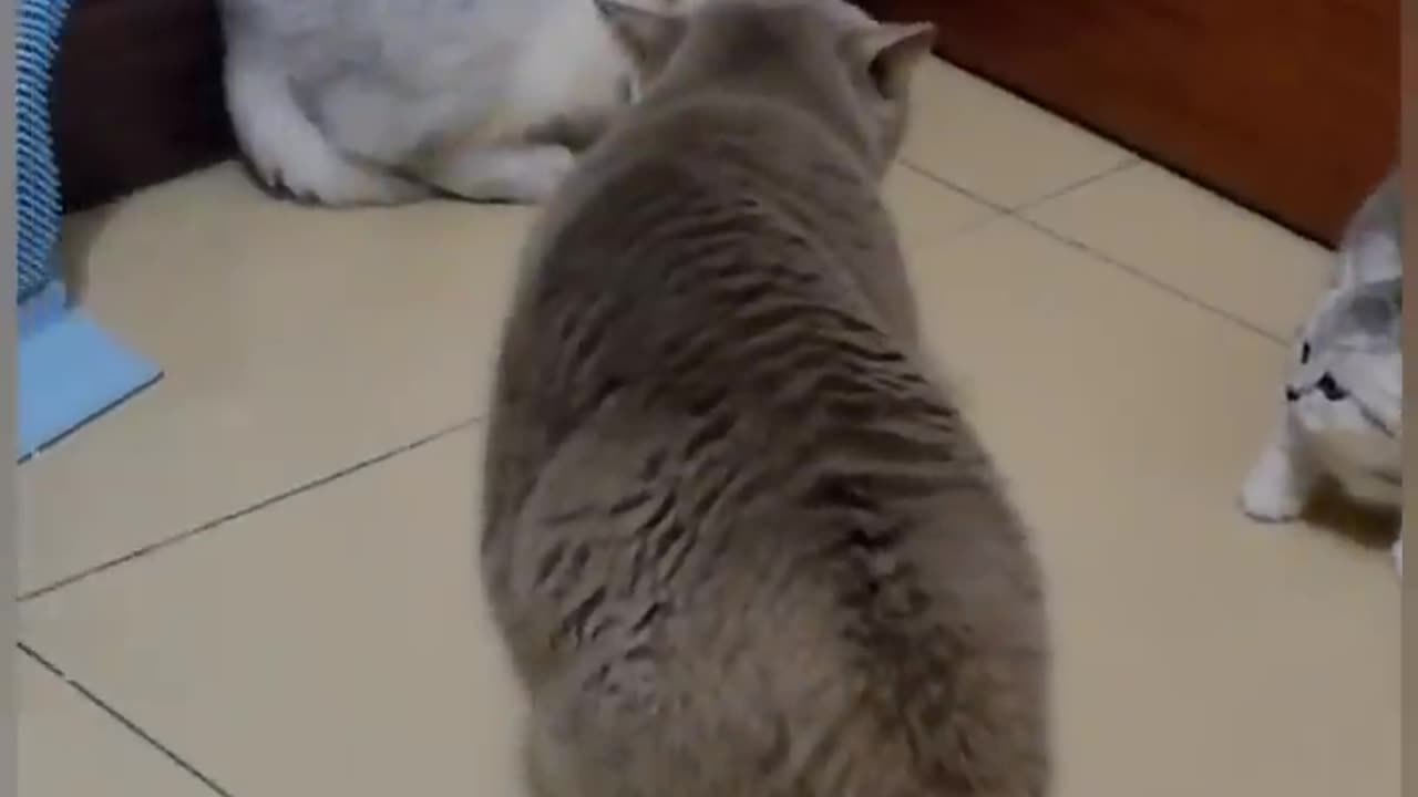 Cat is Funny #shorts #Clip #Cat #Fight