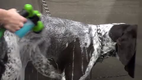 Crazy hunting dog gets his first groom | German Shorthaired Pointer