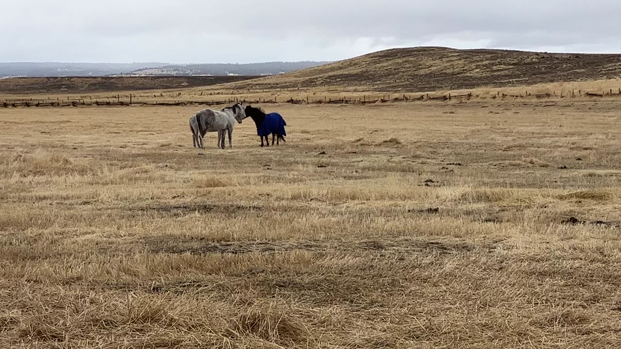 Jake the horse protects his friend from the blue monster…