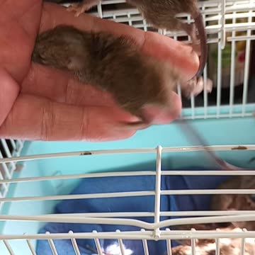 🐀𝐵𝒶𝒷𝓎 𝑅𝒶𝓉 𝒩𝓊𝓇𝓈𝑒𝓇𝓎 ❤