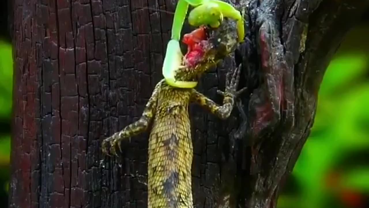 Wildlife's