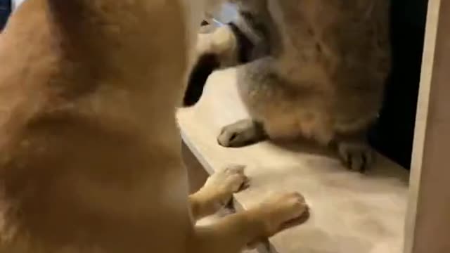 Funny animal_Funny animal_Funny animal