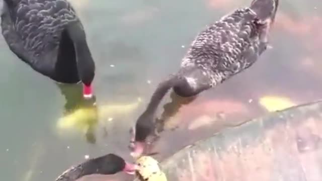 That is why I feel that dog are the most important animals in my country