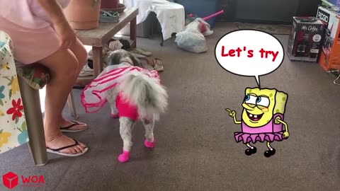 Funny Animal Videos 2023 😇 - Funniest Dogs and Cats Videos 😁 Spongebob in Real Life _ Woa Doodles