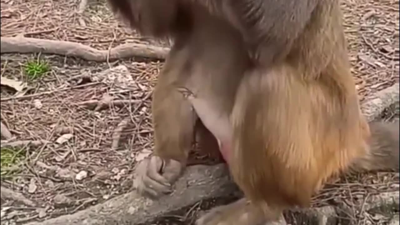 Monkey funny moments