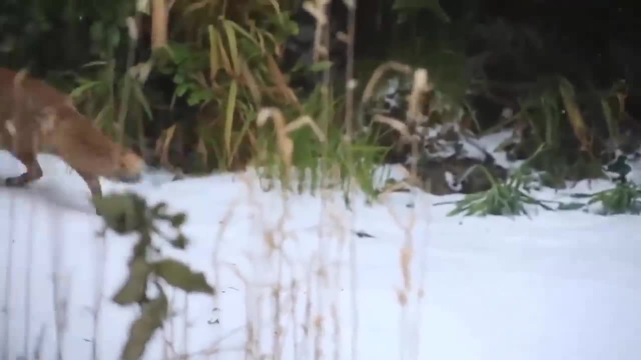 How Golden Eagle Attacks Fox From The Sky