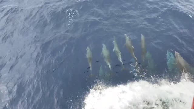 People Witness Dolphins Swimming And Jumping On Waves Created By Ship