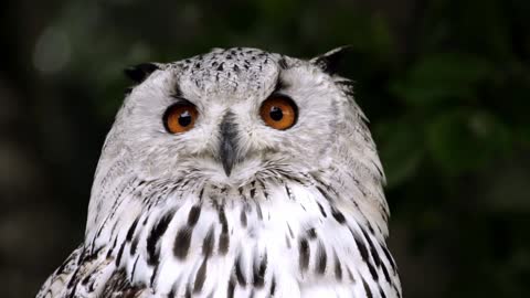 A beautiful owl in the forest