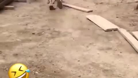 animals funny video/001