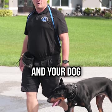 Did We Transform This Lazy Doberman Pinscher?