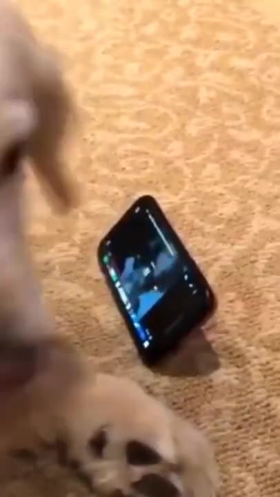 dog watching cat videos on phone and enjoying
