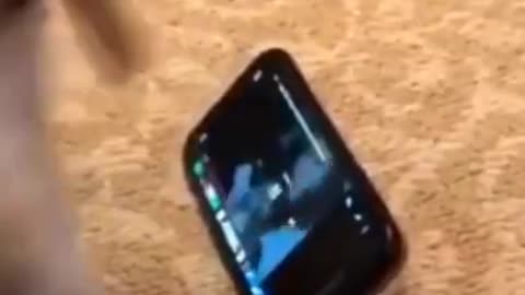 dog watching cat videos on phone and enjoying