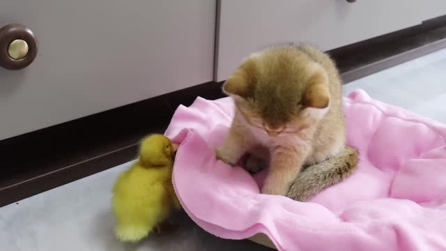 The duckling followed the kitten closely and finally slept with the kitten! difficult process