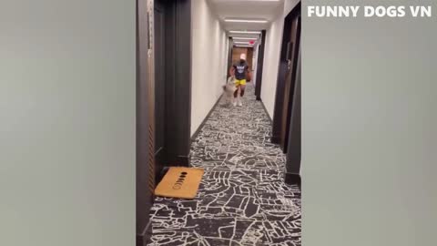 Funniest Animal Videos