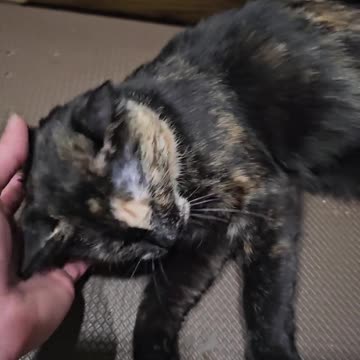 This cat is the best actor