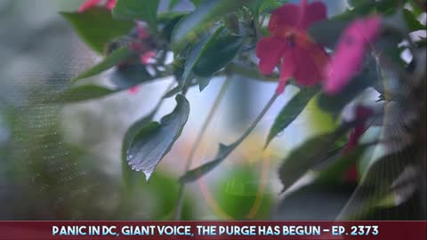 Analysis by redaudiox ep. 2373 on what to expect next.