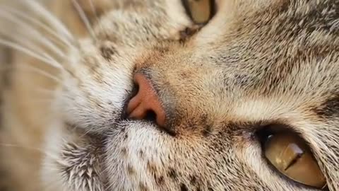 ways to make a cat like you