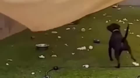 Cute and Funny Animal Video😂-- Funniest Viral Puppy Cat clips😹-- #funny animals #cats