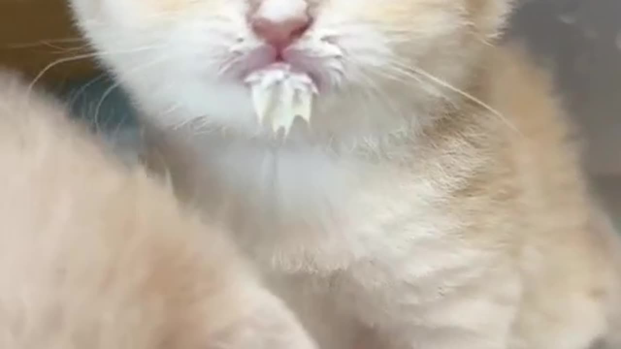 Funny kittens