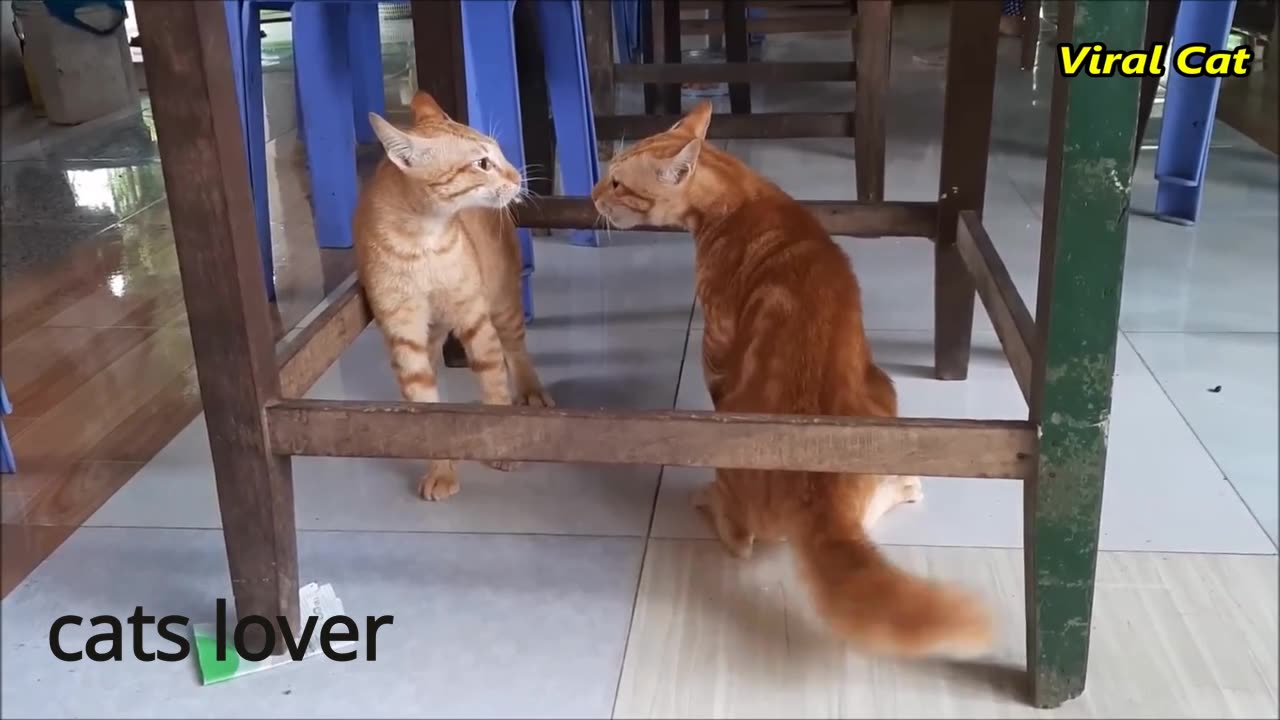 Cats Fighting and Meowing - These Two are Bloody Brothers | Viral Cat