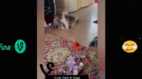 Best Funny Animal Videos Of The 2023 🤣 - Funniest Cats And Dogs Videos 😺😍😂🐶 Funny cat & dog videos 😍