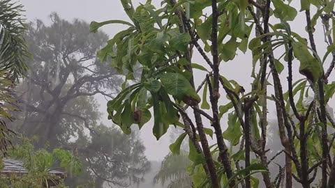 Rainforest Rain Sounds