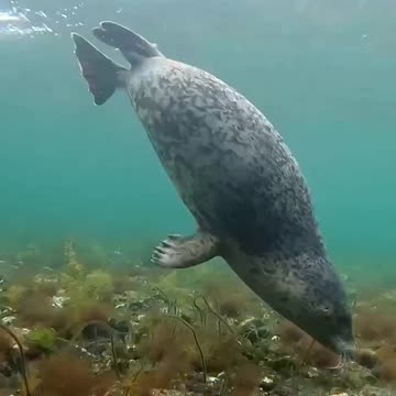 Rehabilitated seals released in their habitat waters