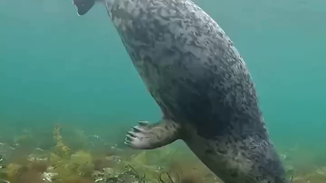 Rehabilitated seals released in their habitat waters