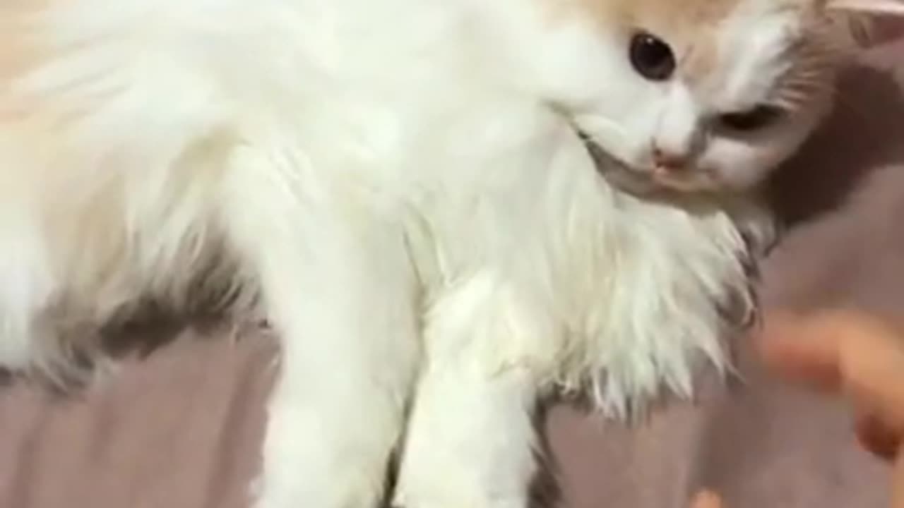 wait for it๐น๐น๐น #254#shorts#cat #cats #catsoftiktokk #petlover #cute #xyzbca