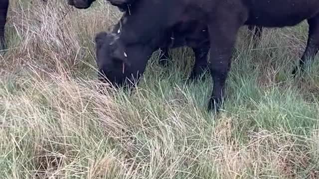 ASMR grazing #kansas #ranchlife #cows #asmr #bull #showcattle