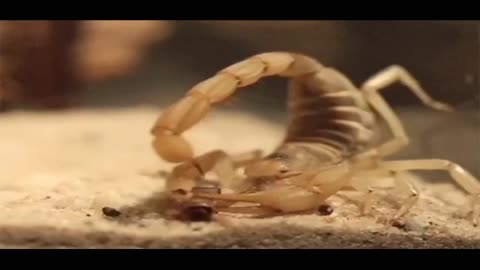 Top 3 most dangerous desert animals Dangerous animals Venomous animals that you should know