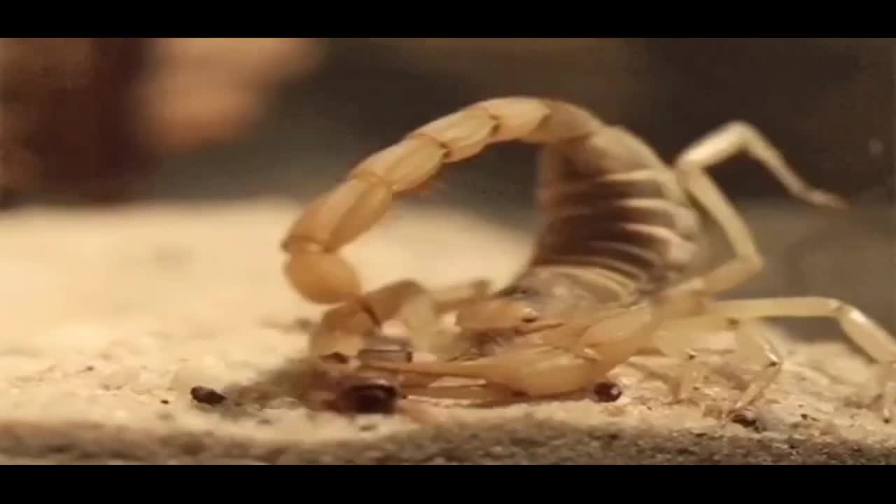 Top 3 most dangerous desert animals Dangerous animals Venomous animals that you should know