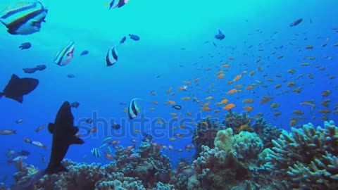 underwater beauty