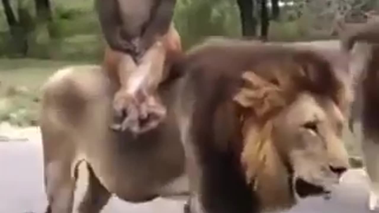 Monkey Riding On The King Of The Jungle #shorts #viral #shortsvideo #video
