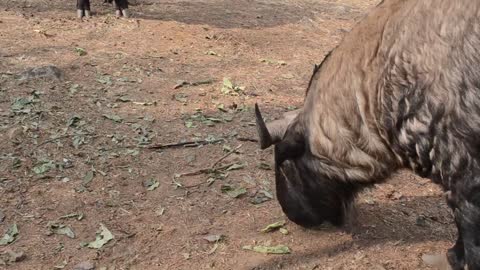 Bhutan National Animal - The Takin