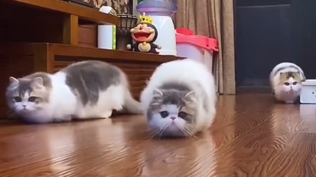 So cute. #cat #cute #funny