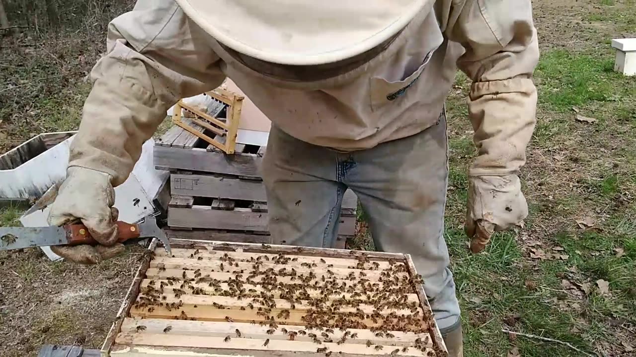 Queen Rearing Part 3 Creating New Colonies