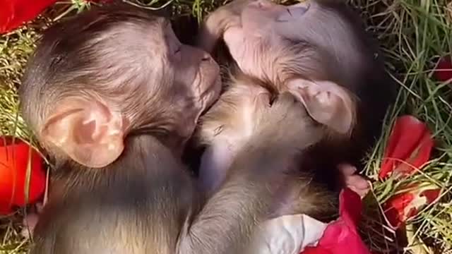 🐒🐒🐒😚😚