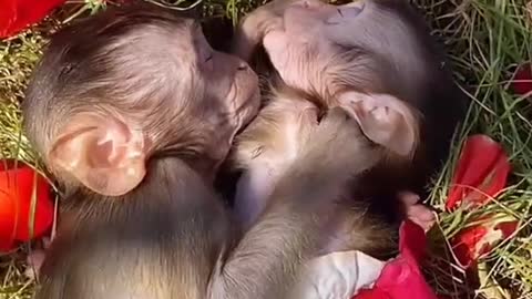 🐒🐒🐒😚😚