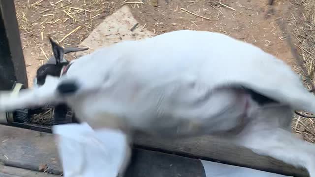 Goat Faints and Falls From Porch