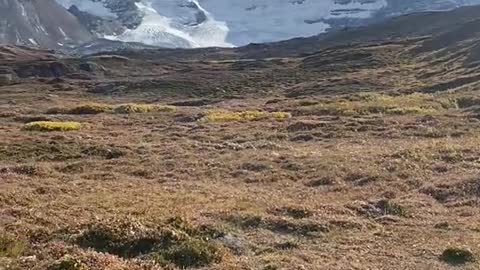 Athabasca Glacier in autumn colors🍂🇨🇦