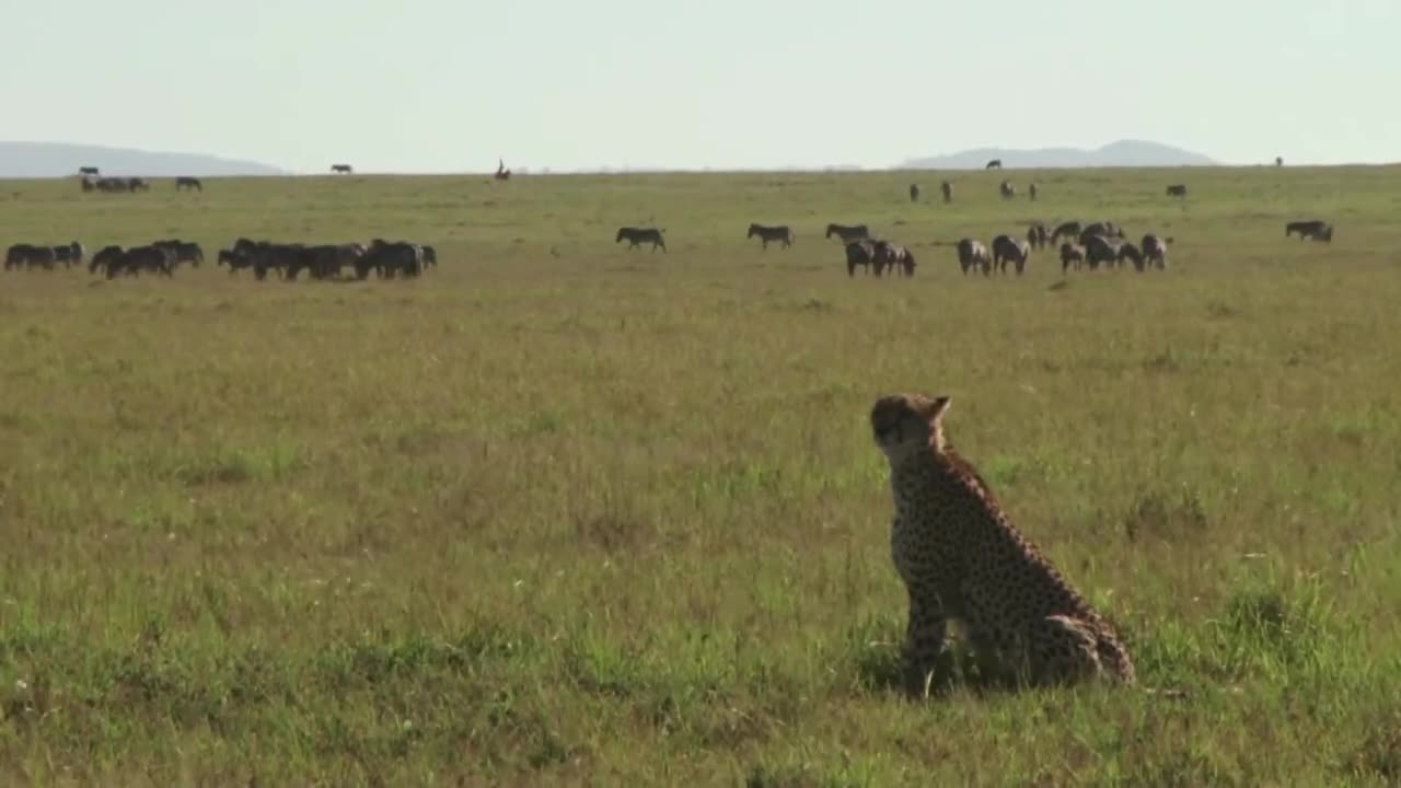 Wild animal hunting - CHEETAH