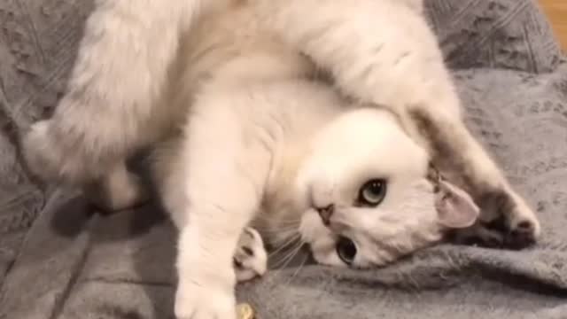 Baby Cats - Cute and Funny Cat Videos Compilation (8) - video