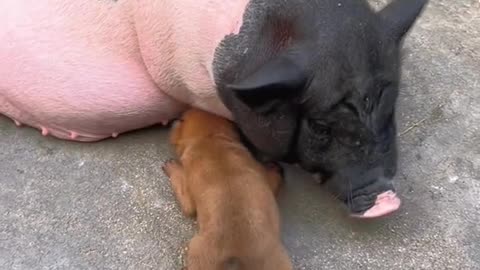 Cuteness Overload: Watch This Tiny Puppy Nourish and Grow!