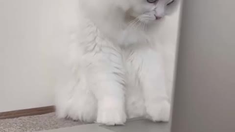 Funny cat compilation