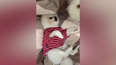 funny puppy and kitty