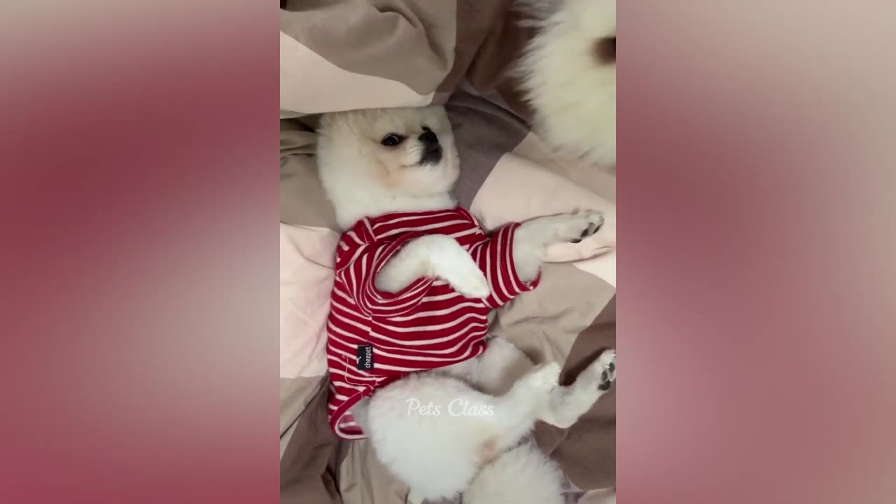 funny puppy and kitty