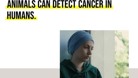 Brief Info : Can animals really smell cancer in people?