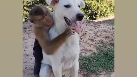 Monkey and dog friendship