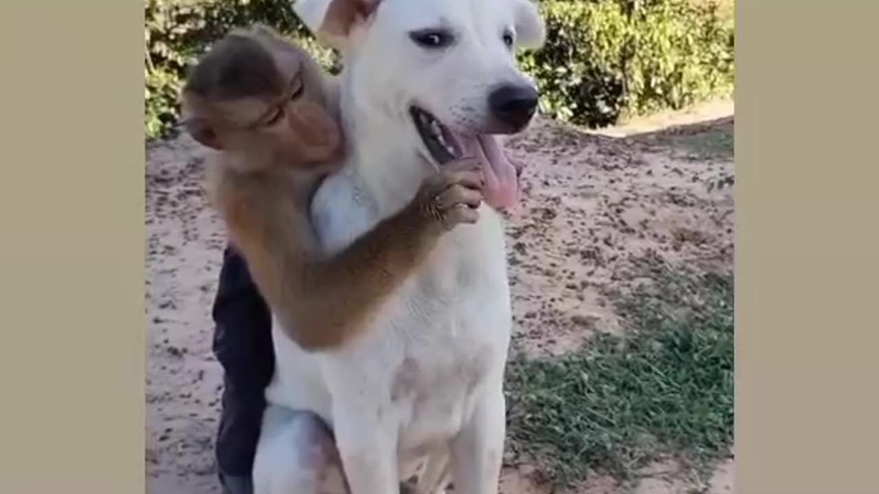 Monkey and dog friendship